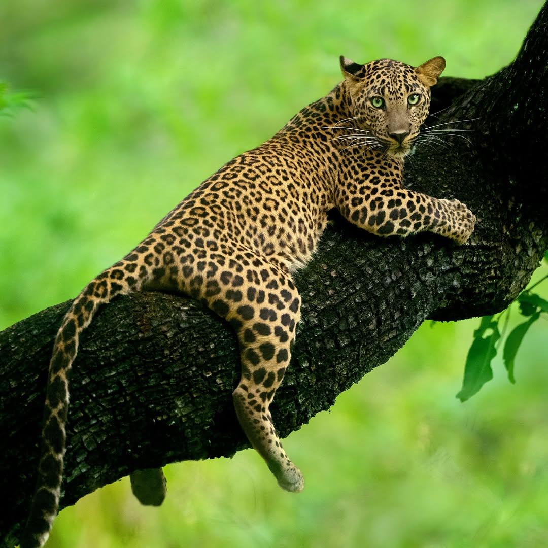 Leopard draped over a branch with paw hanging down