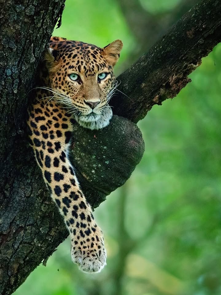 Leopard walking through a gap in tree branches, staring at camera