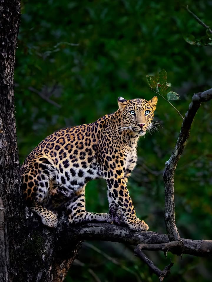 Leopard sitting on a log, alert and looking to the side