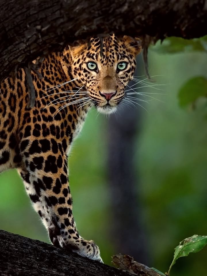 Leopard peering through a tree fork with striking green eyes