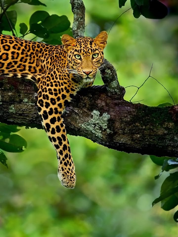 Leopard lying along a branch, gazing directly at camera