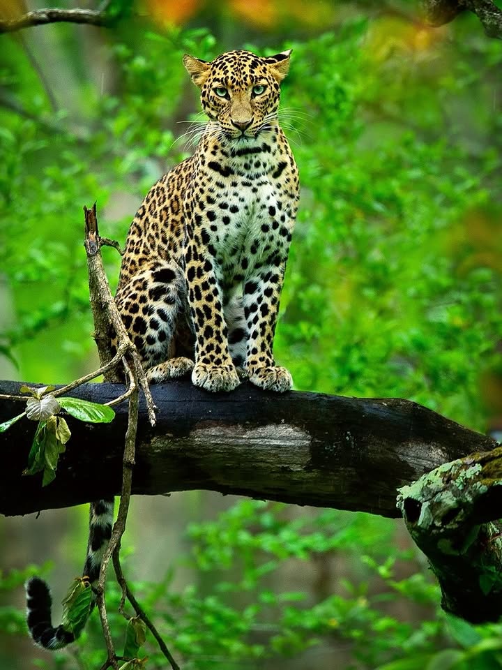 Leopard resting on a moss-covered branch in the rain