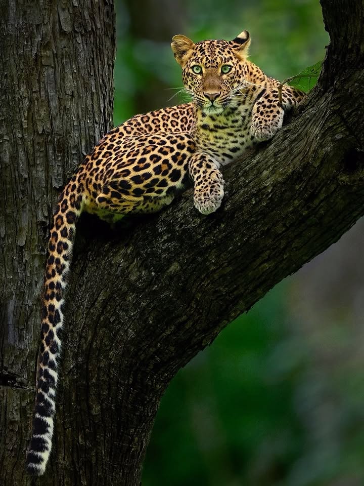 Leopard resting along a thick branch, tail hanging down