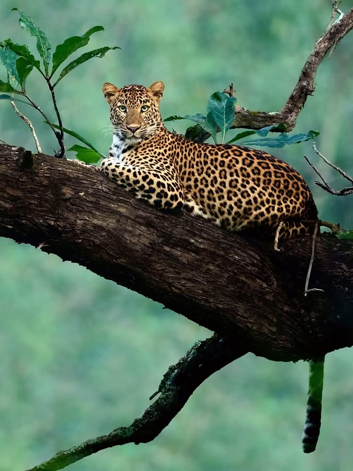 Leopard sitting upright on a mossy log in the rain